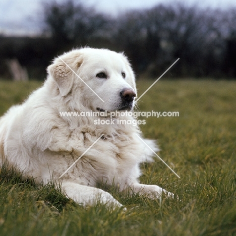 lycur of wynbriar, maremma sheepdog lying on grass