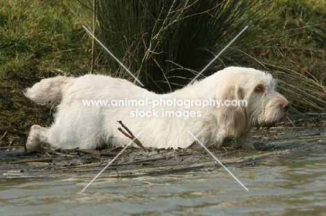 Italian Spinone going into water