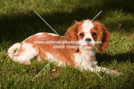 Cavalier King Charles Spaniel lying on grass