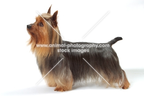 blue and tan Australian Champion Silky Terrier