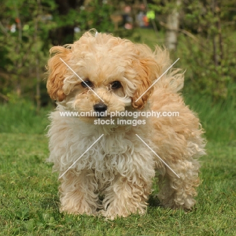 toy Poodle standing on grass