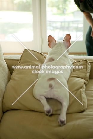 French Bulldog puppy, colour: honey pied