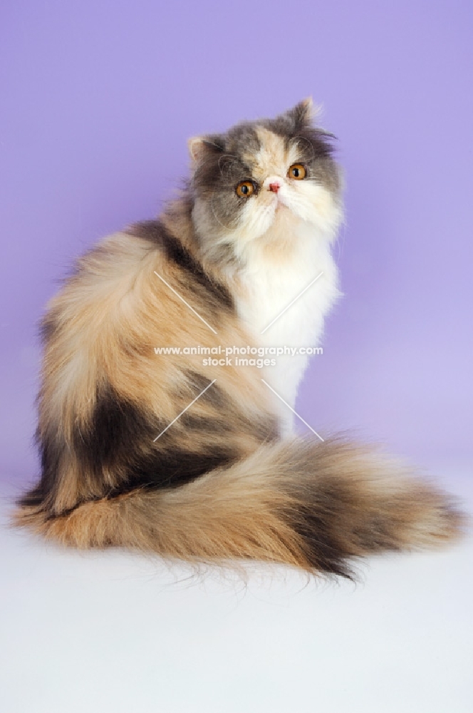 dillute tortie and white persian cat, sitting down