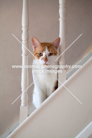 Ginger and white cat on stairs