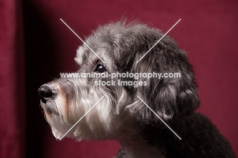 Schnoodle (Schnauzer cross Poodle) profile