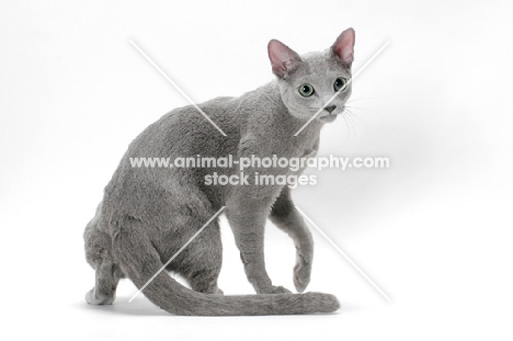 Russian Blue cat turning