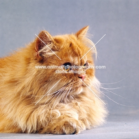 red longhair cat looking alert