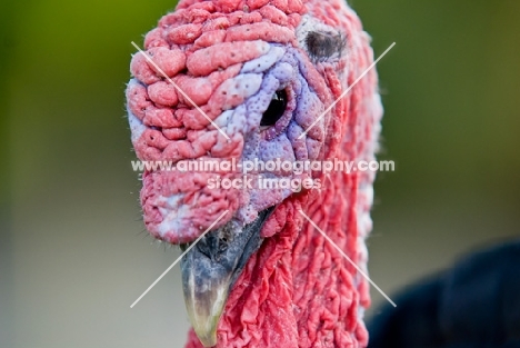 turkey portrait