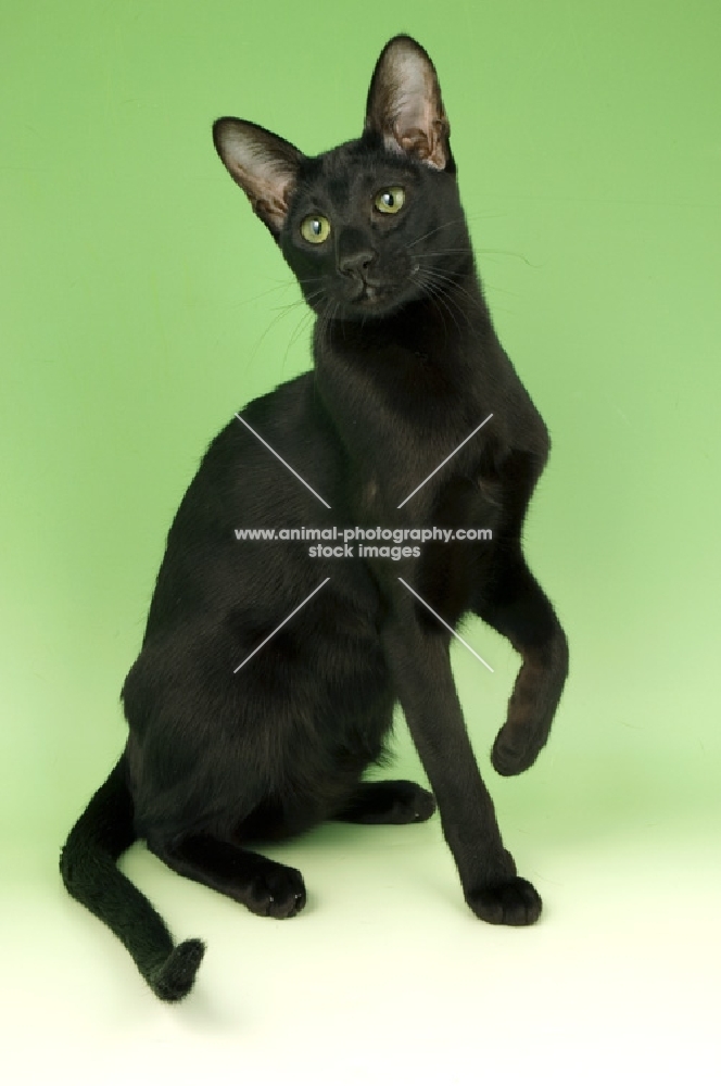 black oriental shorthair cat, one leg up