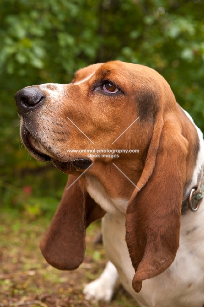 Basset Hound portrait