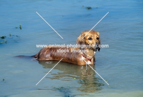 bonavoir prudence, miniature long haired dachshund in blue sea
