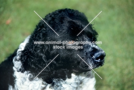 black and white wetterhound,  portrait