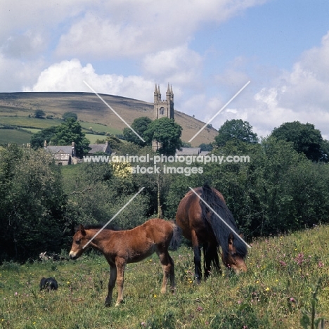 Dartmoor mare grazing with foal at Widecome