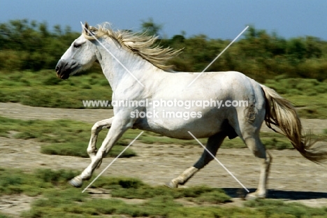 camargue pony, canter