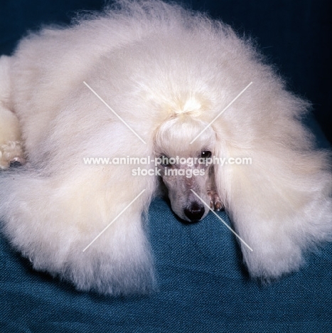 miniature poodle, ch miradel camilla