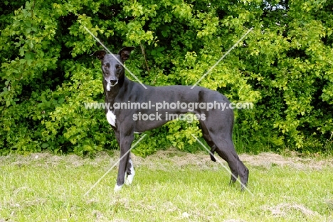 black greyhound, all photographer's profit from this image go to greyhound charities and rescue organisations