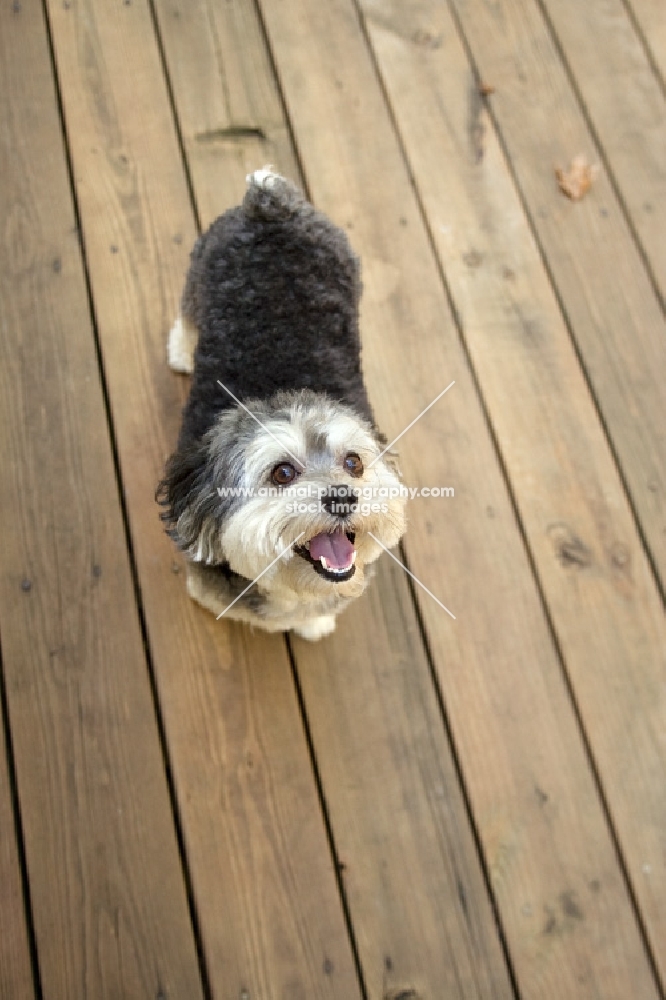 Malitpoo standing on deck