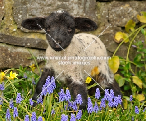 black faced lamb in spring