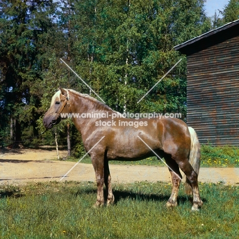 Kajova 6993, Finnish Horse stallion in Finland