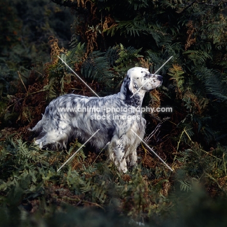 english setter in woods