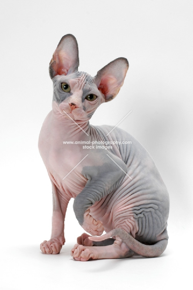 Sphynx cat, blue tortie & white colour, sitting and looking at camera