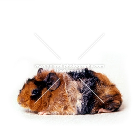 roan abyssinian guinea pig on white background