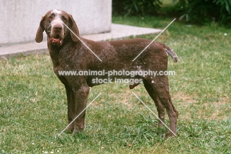 Burgos Pointer aka Perdiguero de Burgos, side view