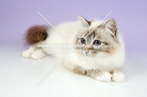 fluffy seal tabby point birman cat 