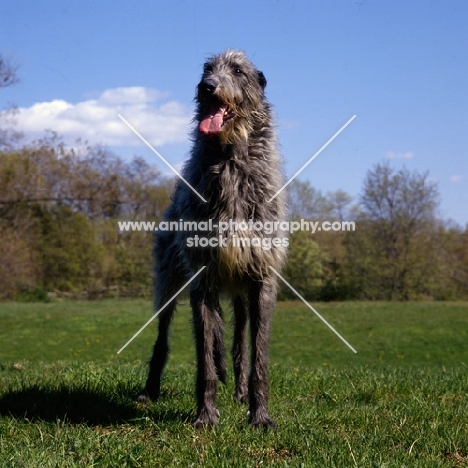 am ch cruachan barbaree olympian, deerhound standing in a field