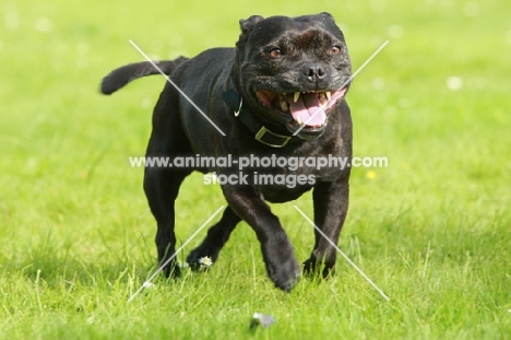 Staffordshire Bull Terrier running