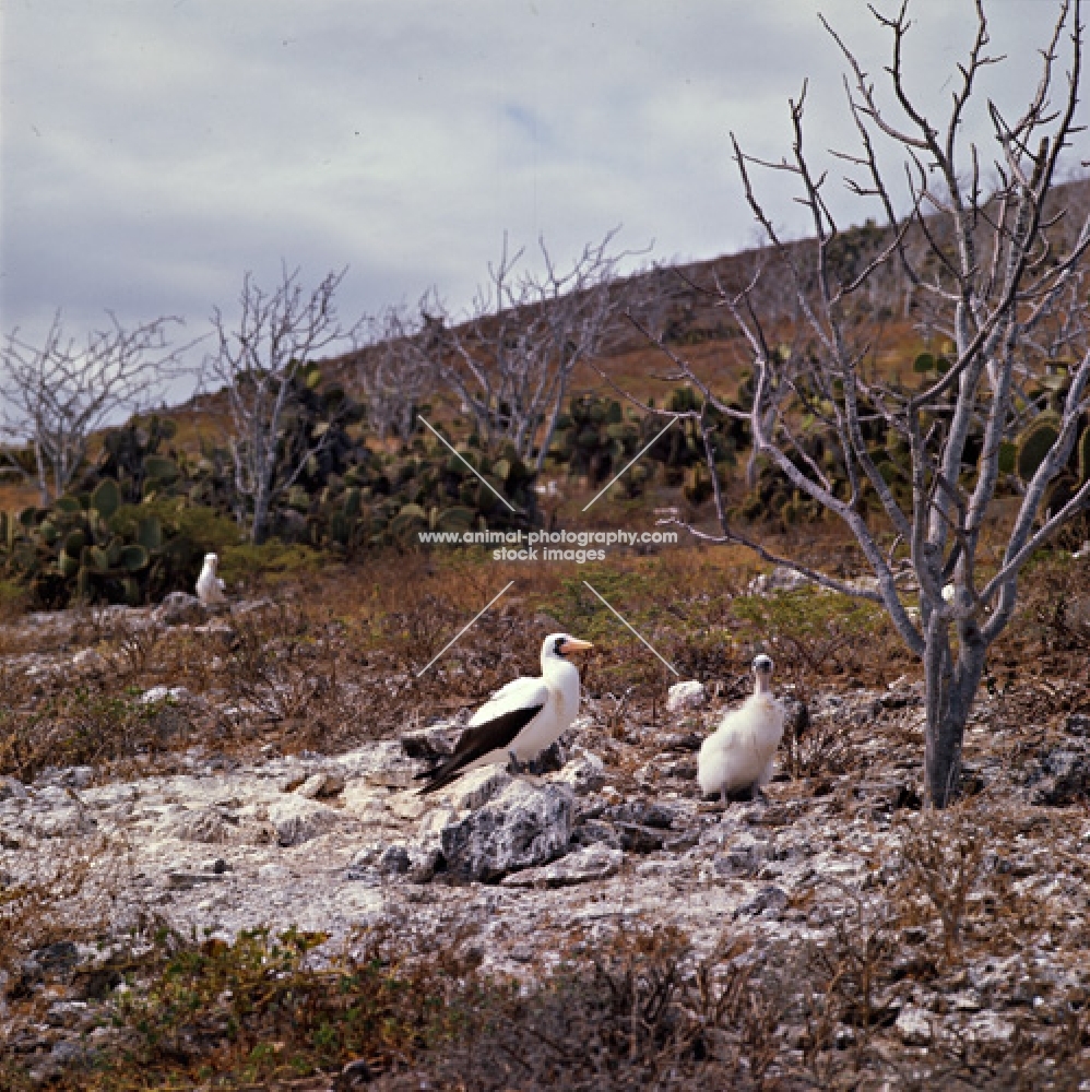 masked booby and large chick at daphne island crater rim, galapagos islands