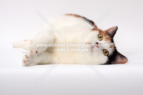 Tortoiseshell and White Manx cat, lying down on white background