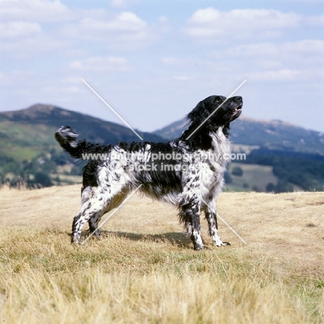 mitze of houndbrae, large munsterlander standing on dry landscape grass