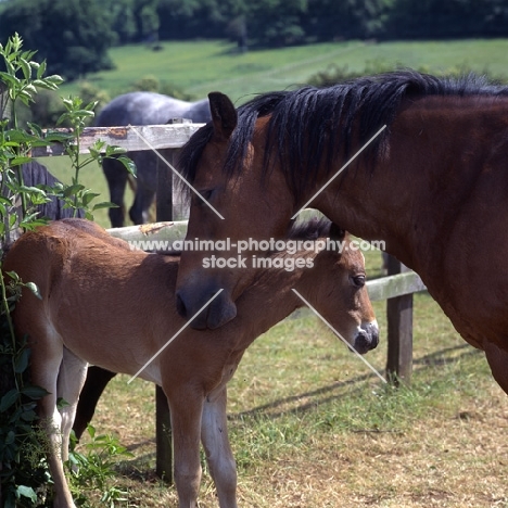 Connemara mare with her foal head and shoulder