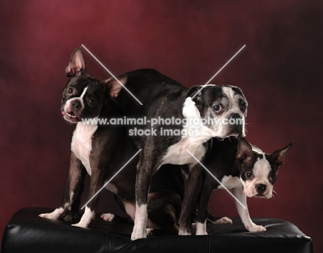 three Boston Terriers
