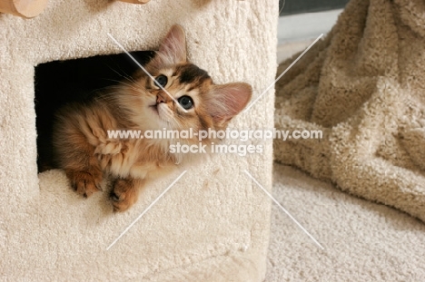 somali kitten looking out of a cat house 