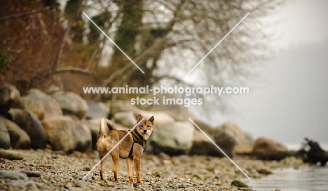 Shiba Inu on shoreline