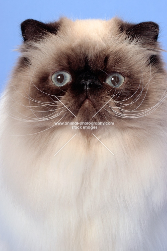 Seal Point Himalayan cat portrait, (Aka: Persian or Colourpoint)