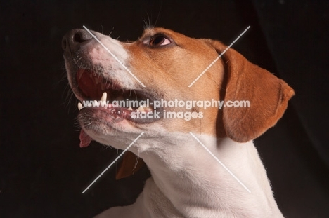 Beagle portrait