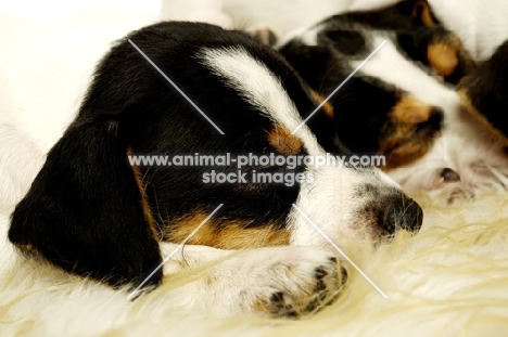 two tired Jack Russell puppies