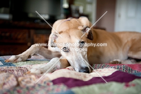 greyhound lying with head down over paws