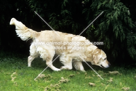 golden retriever trotting along, scenting the ground