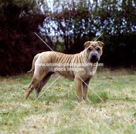 shar pei on grass