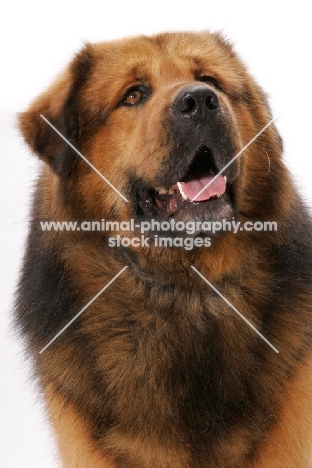 Australian Champion Tibetan Mastiff