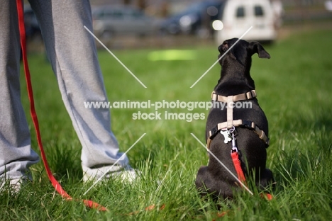 small black italian greyhound cross sitting in a field near owner