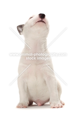 miniature Bull Terrier puppy looking up