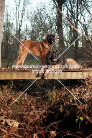 two Leonbergers