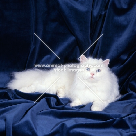 ch nantoms nymph, blue eyed white long hair cat on velvet