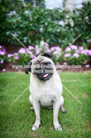 pug sitting in flowerbed