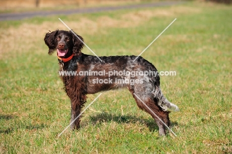 Epagneul de Saint-Usuge (aka Saint Usuge Spaniel), side view